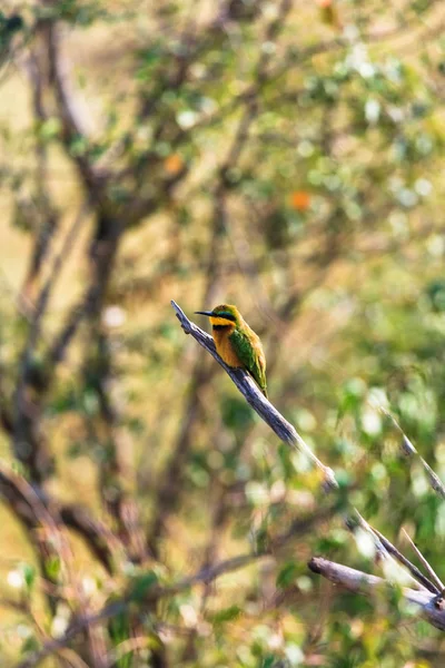 Petit Mangeur Abeilles Sur Branche Arbre Masai Mara Kenya — Photo