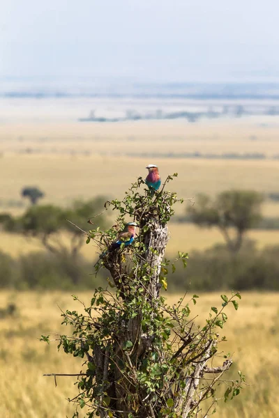 Leylak Göğüslü Silindir Ağaç Üzerinde Masai Mara Kenya Afrika — Stok fotoğraf