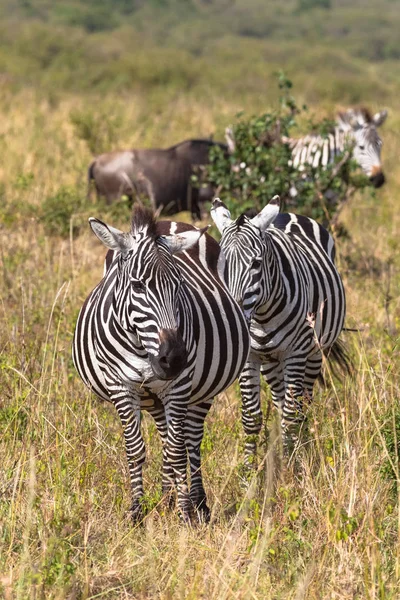 Retrato Par Zebras Savannah Masai Mara Quénia — Fotografia de Stock