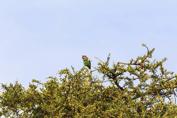 Papagal Brun Copac Masai Mara Kenya — Fotografie, imagine de stoc