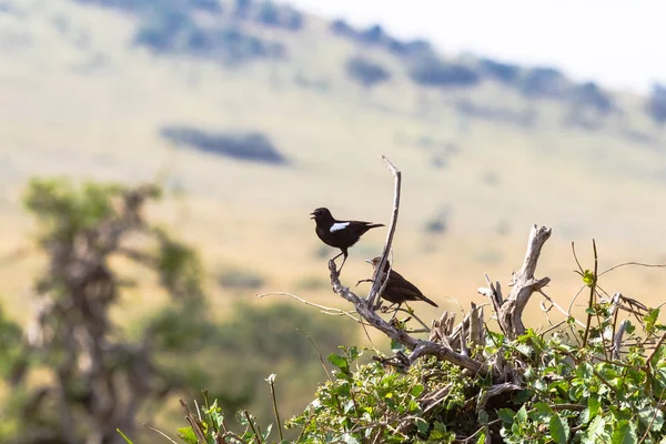Două Păsări Ramură Chiff Chat Copac Masai Mara Kenya — Fotografie, imagine de stoc