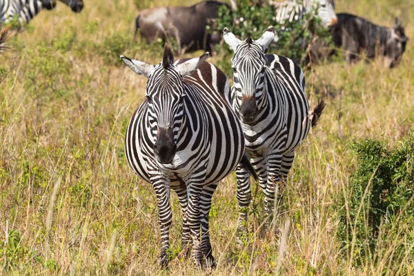 Porträt Eines Zebrapaares Masai Mara Kenia — Stockfoto