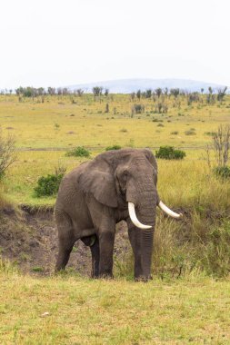 Bir fil Savannah portresi. Masai Mara, Kenya