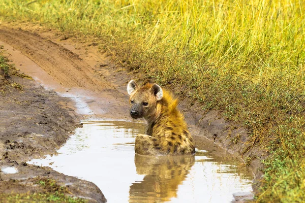 Hyena Descansando Uma Poça Masai Mara Quénia — Fotografia de Stock