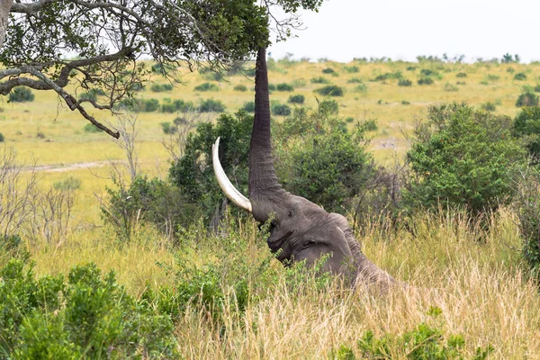 Büyük fil bir ağaç yaprakları yiyor. Masai Mara, Kenya