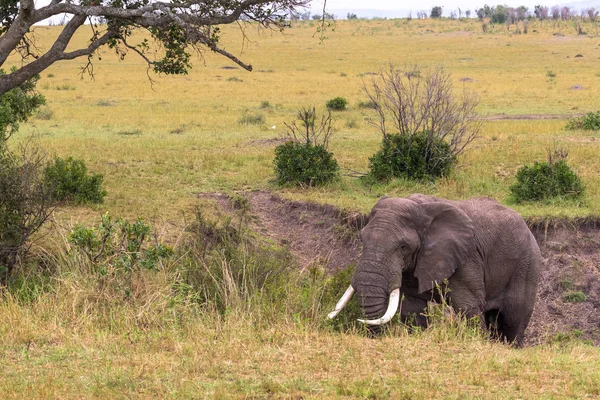 Retrato Elefante Africano Monte Masai Mara Kenia — Foto de Stock