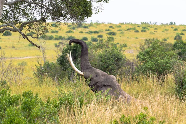 Bir fil bir ağaç yaprakları yiyor. Masai Mara, Kenya