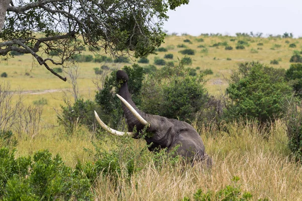 Afrika Fili Gözyaşları Ağaç Yapraklarından Kapalı Masai Mara Kenya — Stok fotoğraf