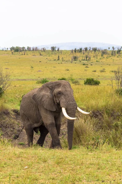 Portrait Énorme Éléphant Dans Brousse Masai Mara Kenya — Photo