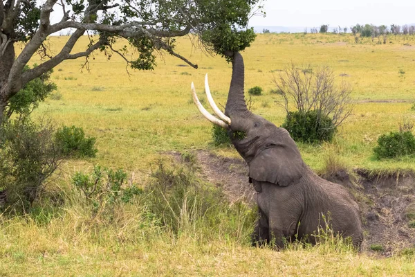 Elefante Arranca Las Hojas Del Árbol Masai Mara Kenia — Foto de Stock