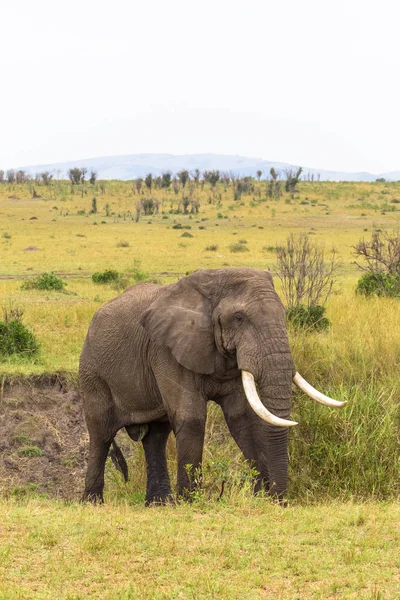 Portréja Egy Elefánt Egy Bokor Maszáj Mara Kenya — Stock Fotó