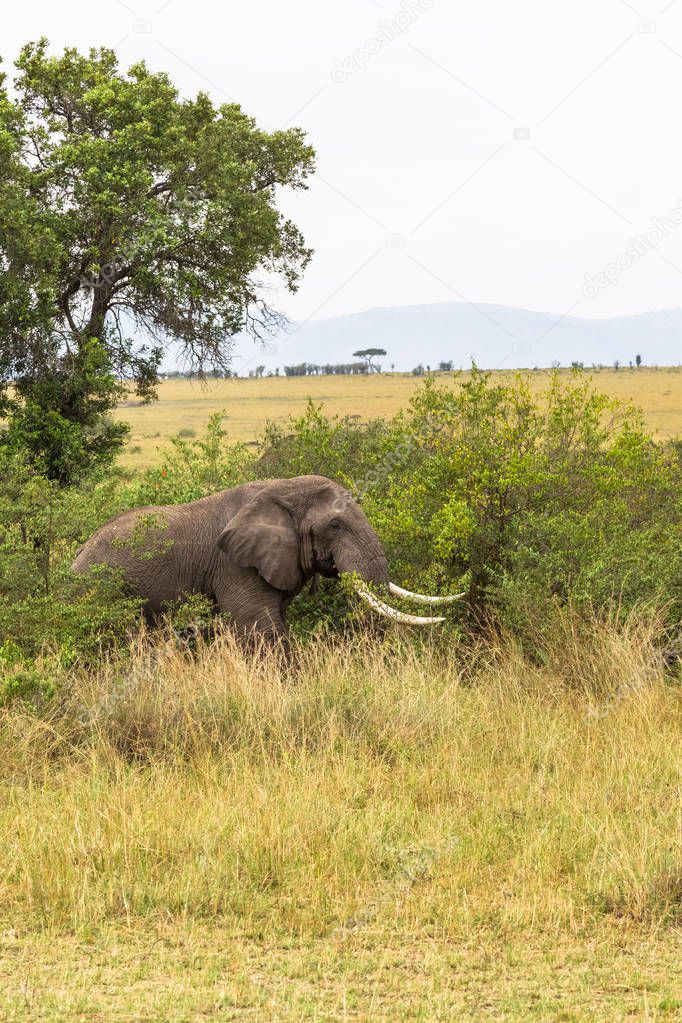 Landscape with an elephant in the savanna. Masai Mara, Kenya