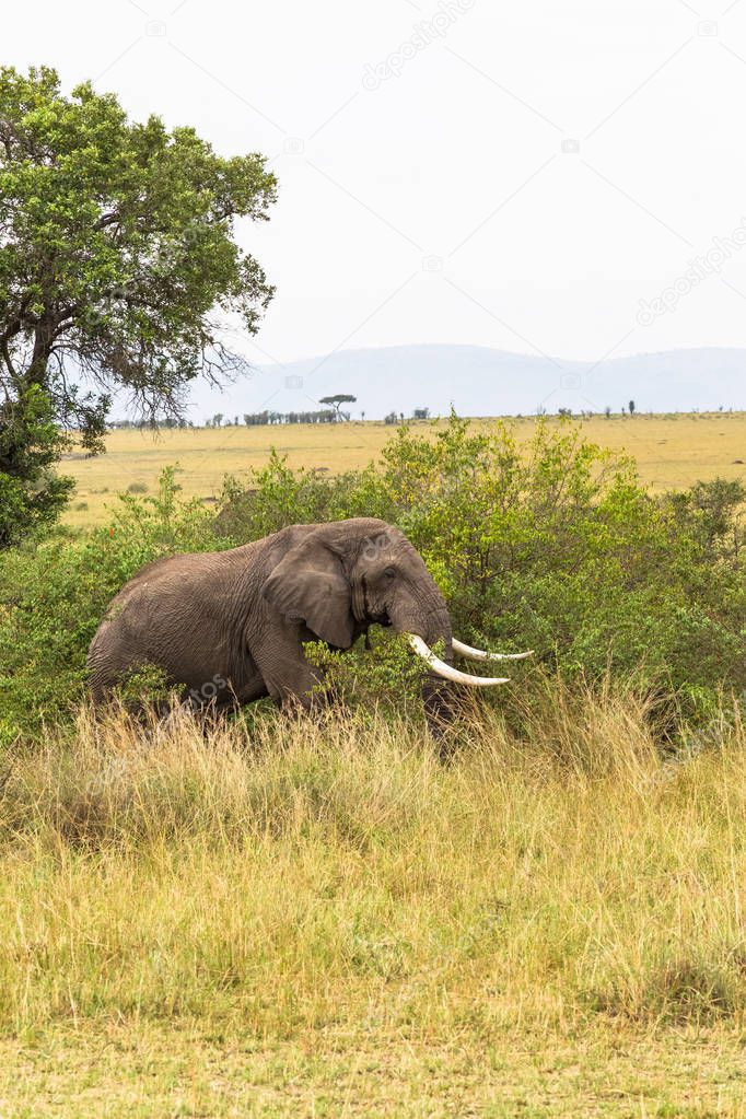 Landscape with an elephant. Masai Mara, Kenya