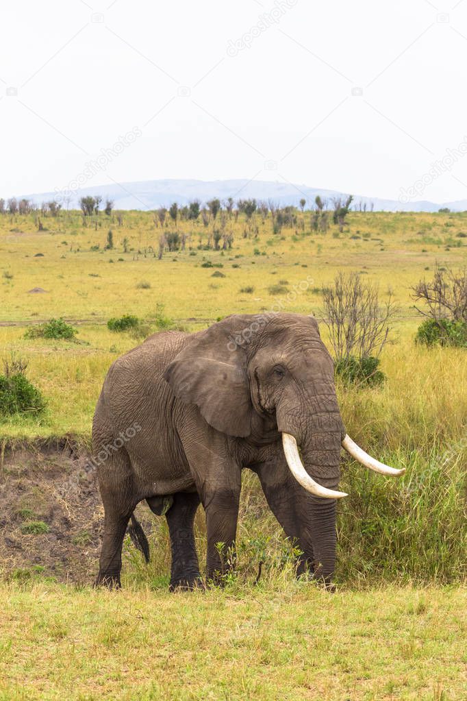 Portrait of an elephant in a bush. Masai Mara, Kenya