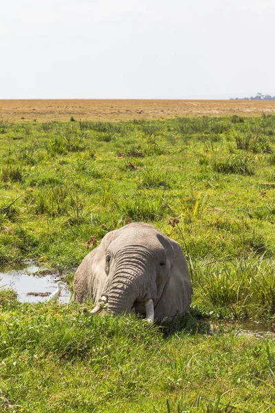 The African elephant is saved from the heat in the swamp. Amboseli, Kenya