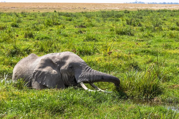 African elephant resting in the swamp. Amboseli, Kenya