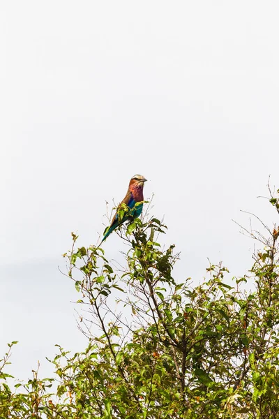 Leylak Göğüslü Silindir Ağaç Üzerinde Masai Mara Kenya Afrika — Stok fotoğraf