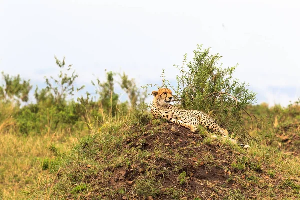 Cheetah Descansar Colina Masai Mara Quénia — Fotografia de Stock