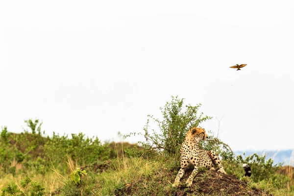 Cheetahs Ponto Vista Savana Masai Mara Quénia — Fotografia de Stock