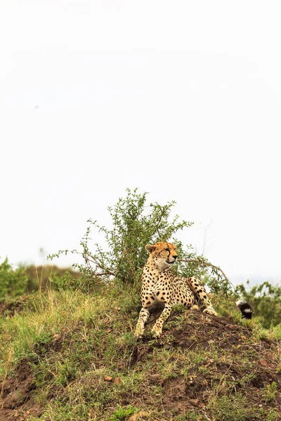 Geparden Aussichtspunkt Savanne Masai Mara Kenia — Stockfoto