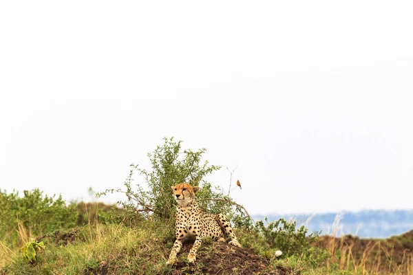 Geparden Auf Dem Hügel Aussichtspunkt Savanne Masai Mara Kenia — Stockfoto