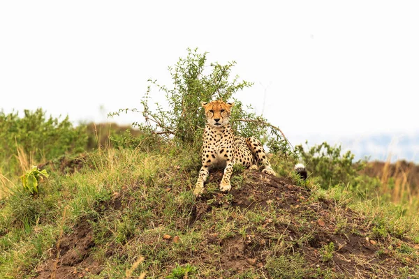 Geparden Auf Dem Hügel Beobachtungspunkt Der Savanne Masai Mara Kenia — Stockfoto