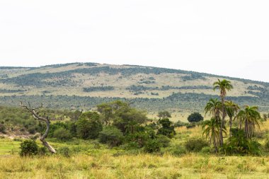 Kenya 'nın manzarası. Savannah öyle biri olabilir. Masai Mara, Kenya
