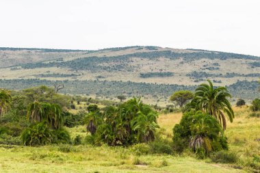 Masai Mara palmiye ağacı ile manzara. Kenya, Afrika