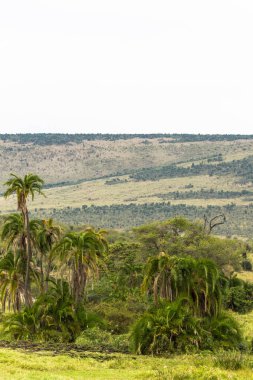 Savana palmiye ağacı ile manzara. Kenya, Afrika