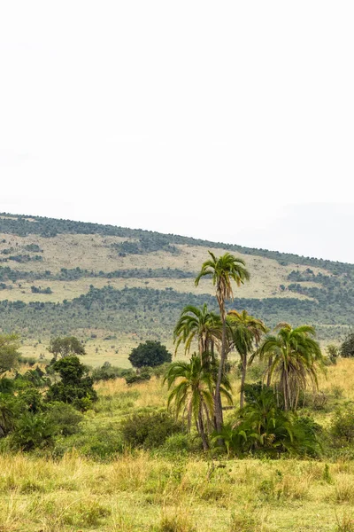 Savannah Olabilir Tür Masai Mara Kenya — Stok fotoğraf