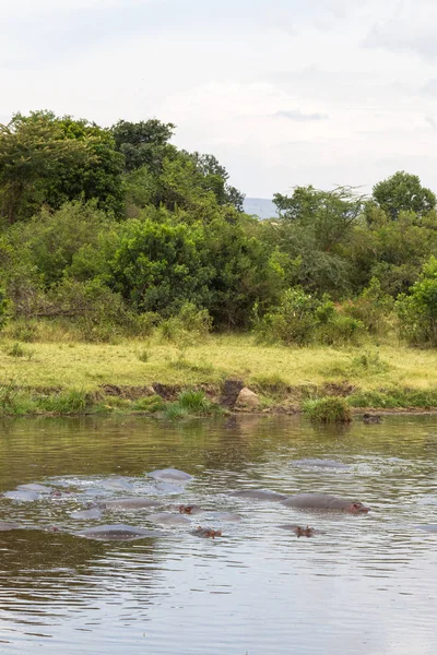Piscina Hipopótamo Masai Mara Kenia — Foto de Stock