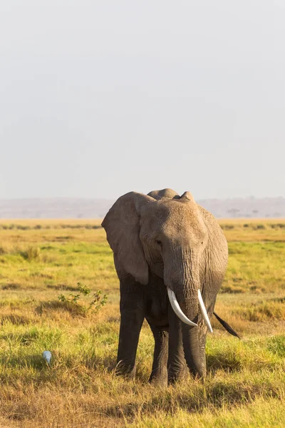 Savannah Arka Plan Üzerinde Bir Fil Portresi Amboseli Kenya Afrika — Stok fotoğraf