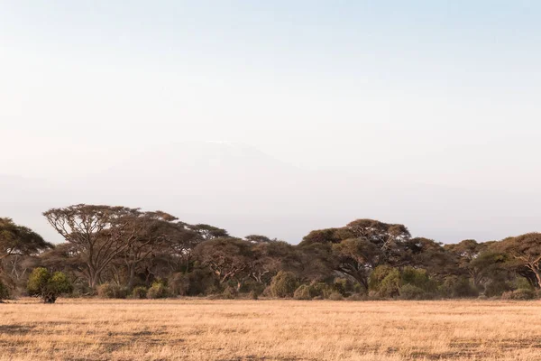 Forest Savannah Amboseli Kenya Africa — Stock Photo, Image