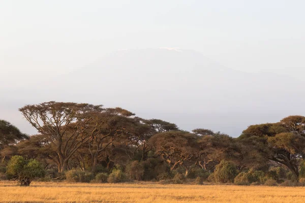 Small Forest Savannah Amboseli Kenya Africa — Stock Photo, Image