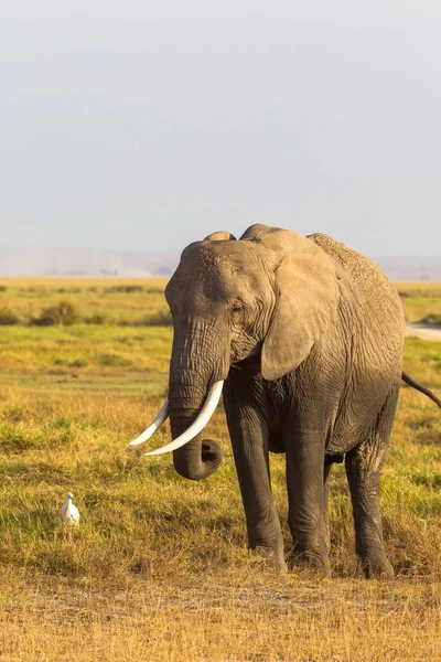 Retrato Elefante Amboseli Quénia África — Fotografia de Stock