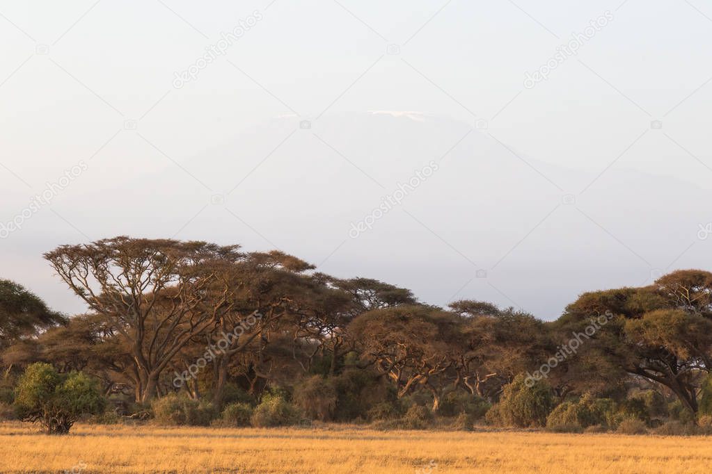 A small forest in the savannah. Amboseli. Kenya, Africa