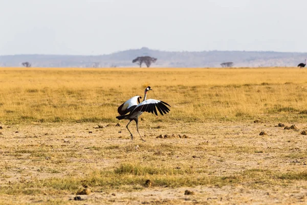 Guindaste Coroa Dança Savana Amboseli Quénia — Fotografia de Stock
