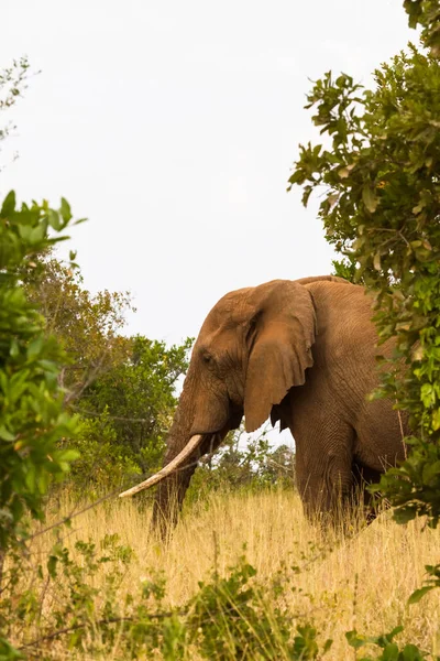 大象离开灌木丛 肯尼亚 — 图库照片