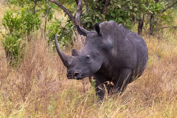 Портрет Rhino Повний Ріст Меру Кенія — стокове фото
