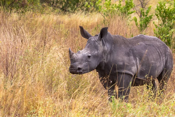 Giovane Rinoceronte Nella Savana Meru Kenya Africa — Foto stock gratuita
