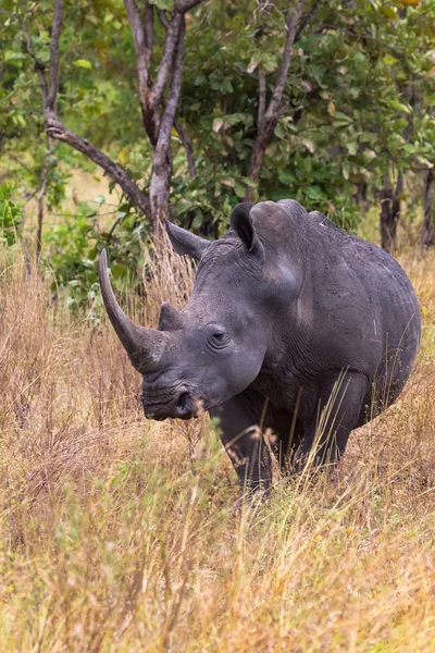 Grand Rhinocéros Blanc Près Meru Kenya — Photo