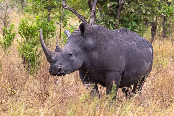 Bir gergedan Meru çalılıkları içinde portresi. Kenya, Afrika