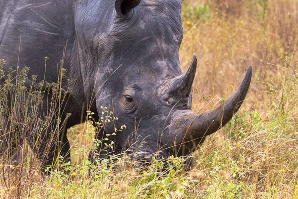 Tête Rhinocéros Est Gros Plan Dans Savane Meru Kenya — Photo