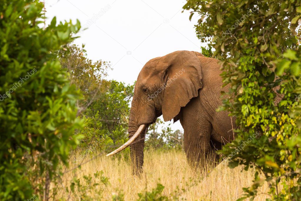 Portrait of big elephant. Meru, Kenya