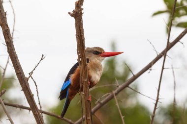 Şube renkli kingfisher dinleniyor. Meru, Kenya