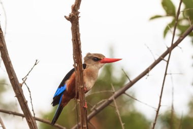 Ağaç üzerinde renkli kingfisher dinlenme. Meru, Kenya