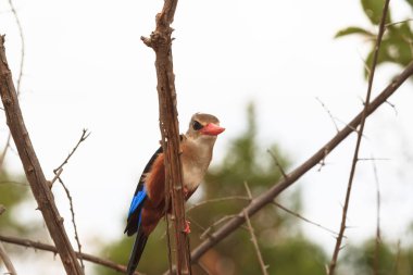 Şube Kingfisher dinleniyor. Meru, Kenya
