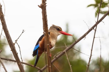 Kingfisher bir dalda oturur. Meru, Kenya