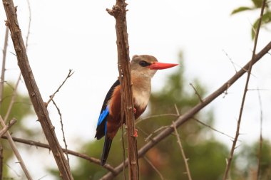 Kingfisher av bekliyor. Meru, Kenya