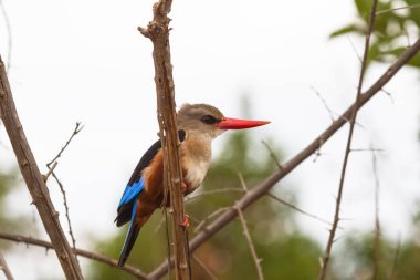 Kingfisher dinlenme ağaç. Meru, Kenya
